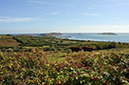 Rubus_fruticosus_LP0720_24_Scilly