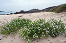 Cakile_maritima_LP0723_26_Scilly