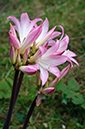 Amaryllis_belladonna_LP0721_46_Scilly
