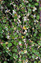 Muehlenbeckia_complexa_LP0721_54_Scilly