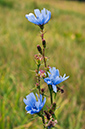 Cichorium_intybus_LP0721_41_Scilly
