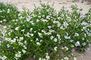 Cakile_maritima_LP0723_31_Scilly