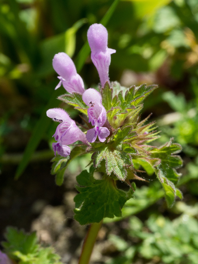 Lamium_hybridum_LP0728_96_Scilly
