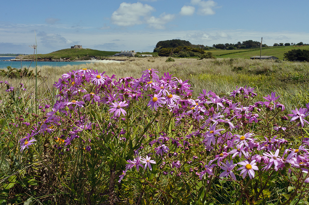 Senecio_glastifolius_LP0731_39_Scilly