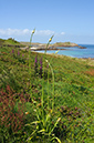 Allium_ampeloprasum_LP0728_13_Scilly