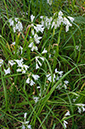 Allium_triquetrum_LP0729_35_Scilly
