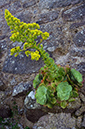 Aeonium_cuneatum_LP0730_14_Scilly