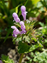 Lamium_hybridum_LP0728_96_Scilly