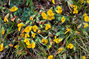 Lotus_subbiflorus_LP0730_22_Scilly