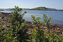 Pittosporum_crassifolium_LP0729_37_Scilly
