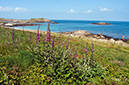 Digitalis_purpurea_LP0728_18_Scilly