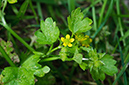 Ranunculus_muricatus_LP0732_74_Scilly