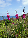 Gladiolus_communis_LP0728_51_Scilly