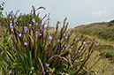 Aristea_ecklonii_LP0731_30_Scilly