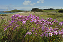 Senecio_glastifolius_LP0731_39_Scilly