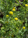 Matricaria_discoidea_LP0728_92_Scilly