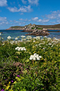 Heracleum_sphondylium_LP0730_62_Scilly