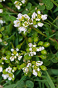 Cochlearia_officinalis_LP0730_05_Scilly
