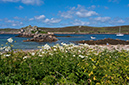 Heracleum_sphondylium_LP0730_66_Scilly