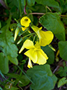 Oxalis_pes-caprae_LP0729_01_Scilly