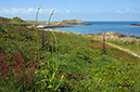 Allium_ampeloprasum_LP0728_14_Scilly
