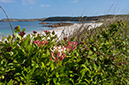 Lonicera_periclymenum_LP0728_35_Scilly