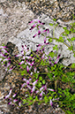 Fumaria_muralis_LP0729_86_Scilly