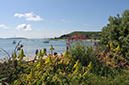 Aeonium_cuneatum_LP0730_40_Scilly
