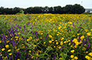 Glebionis_segetum_LP0731_83_Scilly