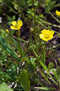Ranunculus_marginatus_LP0729_61_Scilly