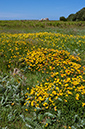 Lotus_corniculatus_LP0730_75_Scilly