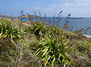Phormium_cookianum_LP0728_45_Scilly
