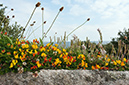 Lotus_corniculatus_LP0730_11_Scilly