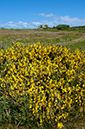 Cytisus_scoparius_LP0730_50_Scilly