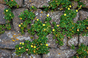 Oxalis_megalorrhiza_LP0731_47_Scilly