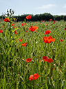Papaver_rhoeas_LP0728_66_Scilly
