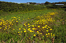 Glebionis_segetum_LP0730_48_Scilly