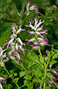 Fumaria_occidentalis_LP0732_21_Scilly