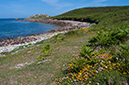 Lotus_corniculatus_LP0730_70_Scilly