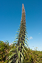 Echium_pininana_LP0730_67_Scilly