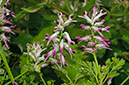 Fumaria_occidentalis_LP0732_19_Scilly