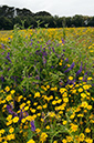 Glebionis_segetum_LP0731_84_Scilly