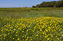 Ranunculus_repens_LP0730_81_Scilly