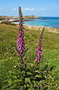 Digitalis_purpurea_LP0728_22_Scilly