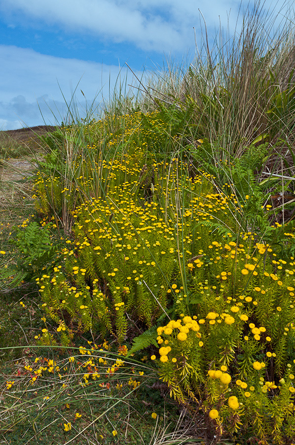 Tanacetum_vulgare_LP0731_23_Scilly