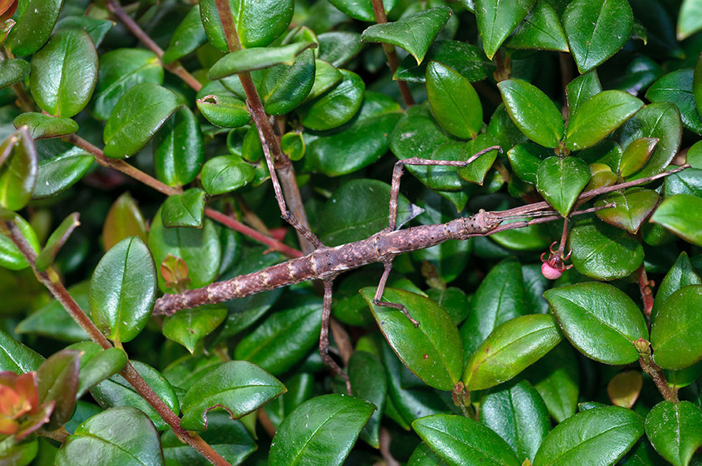 Acanthoxyla_geisovii_LP0732_30_Scilly