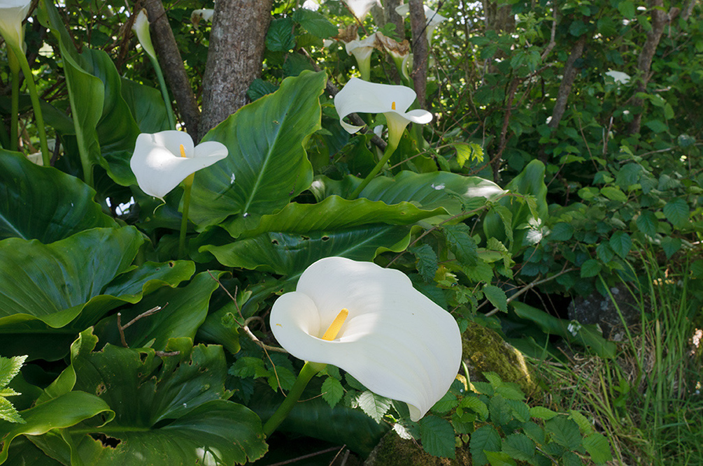 Zantedeschia_aethiopica_LP0729_29_Scilly