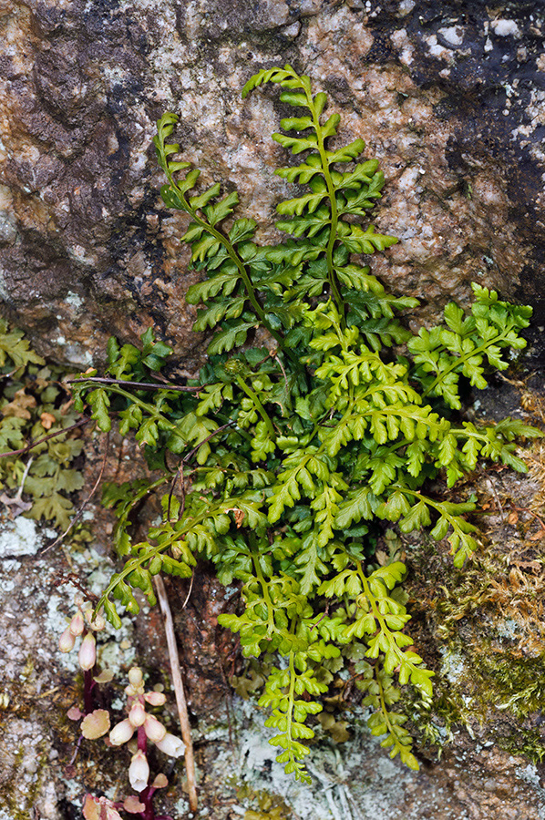 Asplenium_obovatum_LP0732_13_Scilly