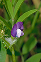 Vicia_bithynica_LP0732_23_Scilly
