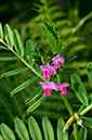 Vicia_sativa_LP0731_54_Scilly